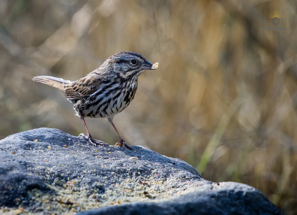 Sparrow at Quarry Lakes