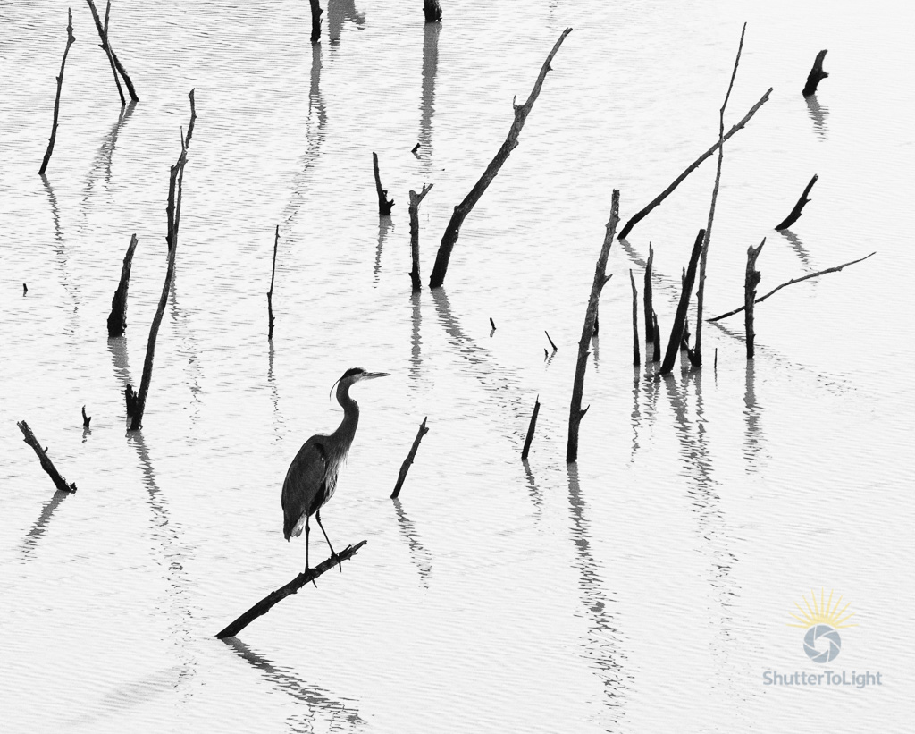 Solitary egret standing among bare branches reflected in still morning water at Quarry Lakes.