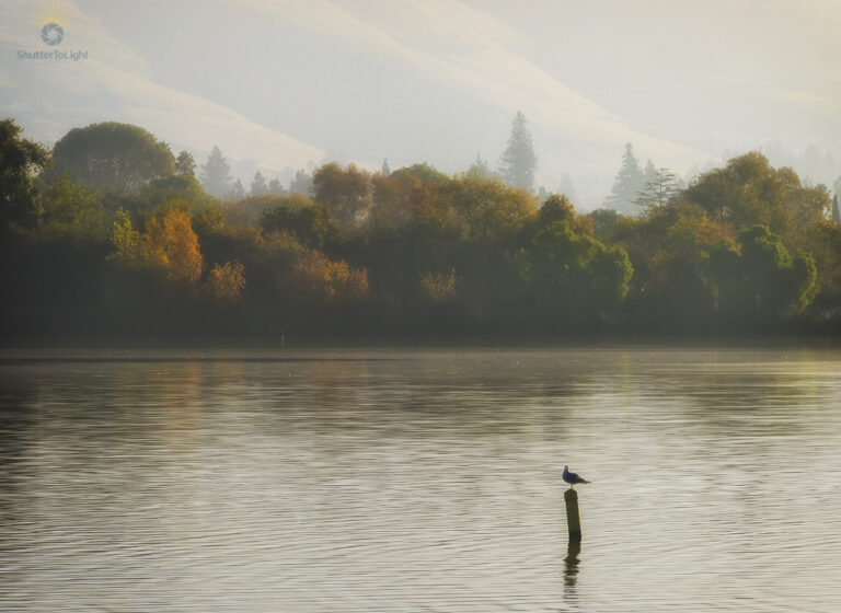 Solitary bird perched on a post in a misty lake at Fremont Central Park, autumn trees with soft golden and orange foliage in the background, conveying tranquility and seasonal change.
