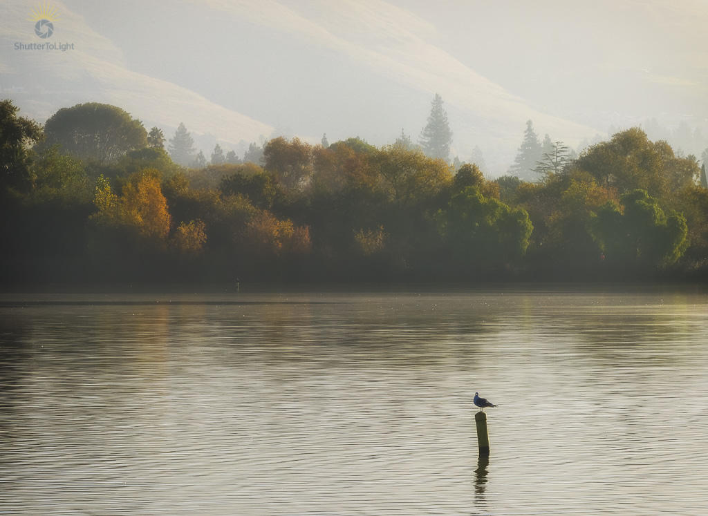 Solitary bird perched on a post in a misty lake at Fremont Central Park, autumn trees with soft golden and orange foliage in the background, conveying tranquility and seasonal change.