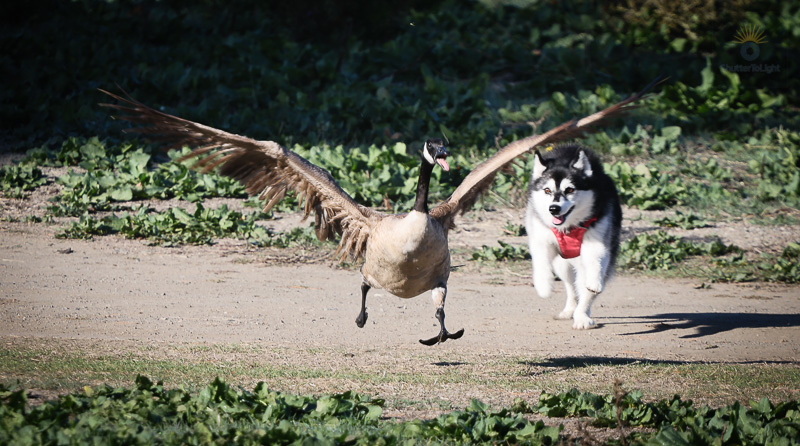 Dog wearing a red harness running on grass with a Canada goose spreading its wings and showing its tongue in a defensive posture at Fremont Central Park.