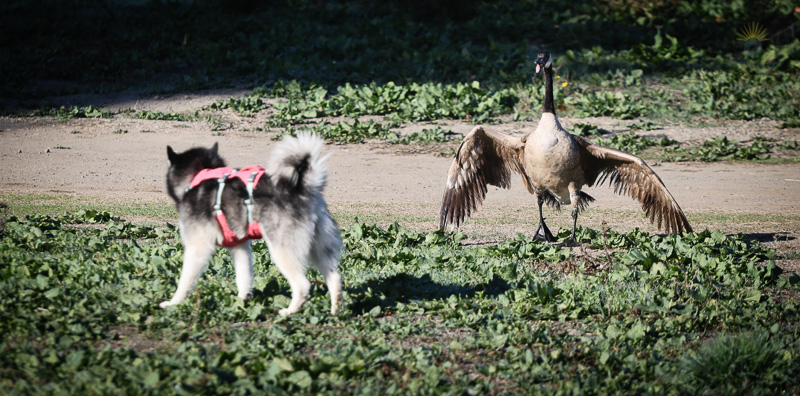 Canada goose spreading its wings and showing its tongue in a defensive posture as a dog approaches at Fremont Central Park.