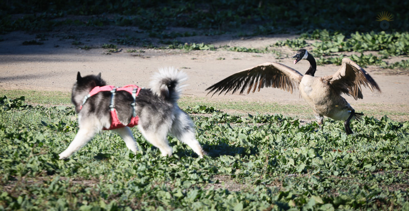 Canada goose standing defiantly with wings spread and tongue out, facing a dog on the grass at Fremont Central Park.