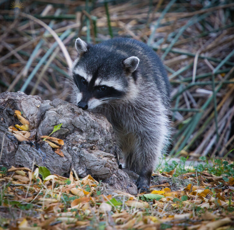 A close-up of a raccoon resting its head on a gnarled tree root at Central Park in Fremont, with detailed fur and soft background reeds.