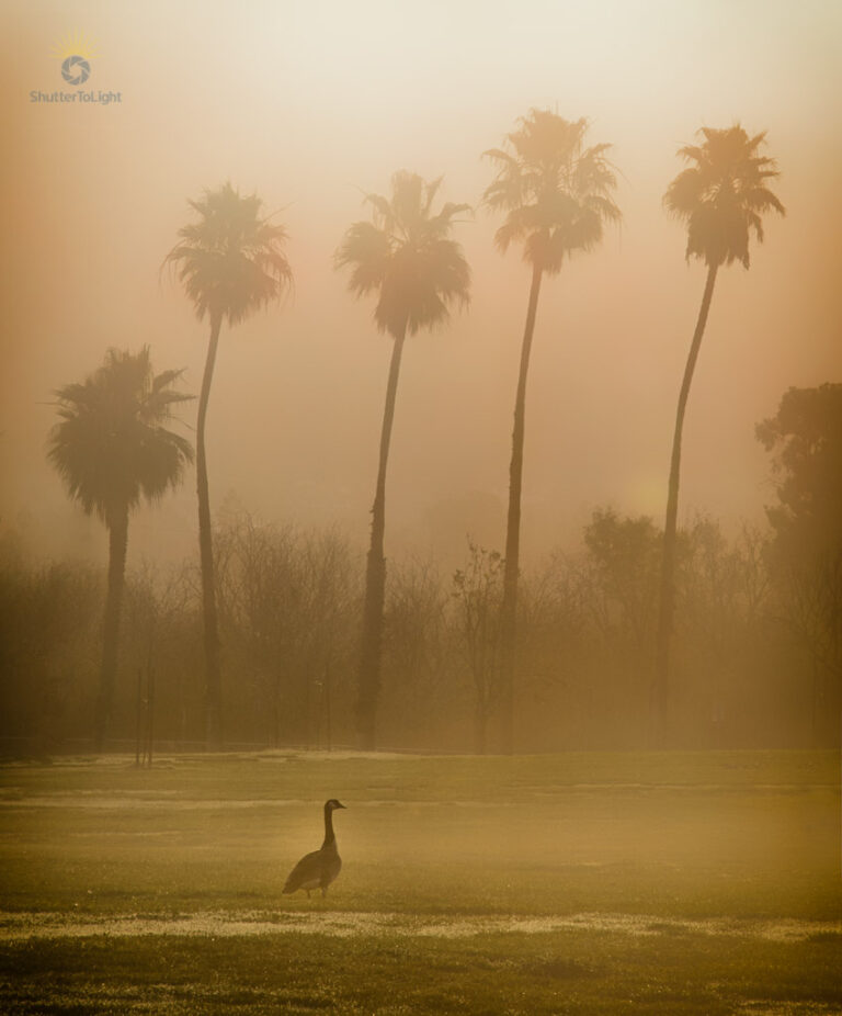 A lone goose stands on dewy grass in the foreground, silhouetted against a misty backdrop of tall palm trees. Soft golden light filters through the haze, creating a tranquil, contemplative mood.