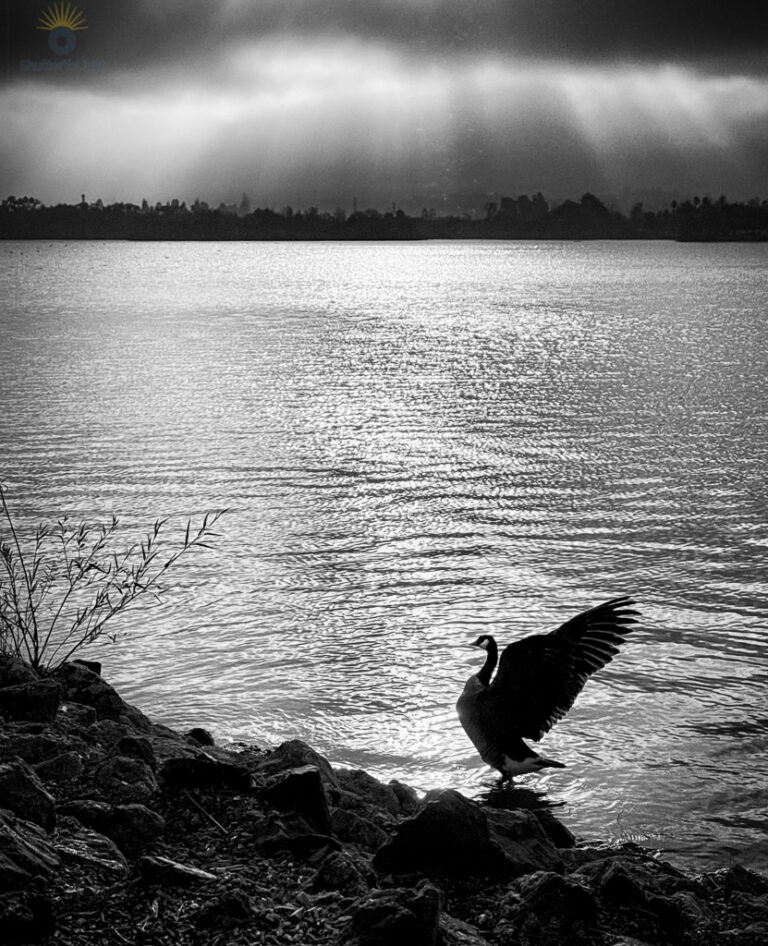 A lone goose stands at the rocky edge of a lake, wings spread in silhouette against bright rippled water, while dramatic sunbeams break through dark storm clouds along the distant tree line in a high‑contrast black‑and‑white scene.
