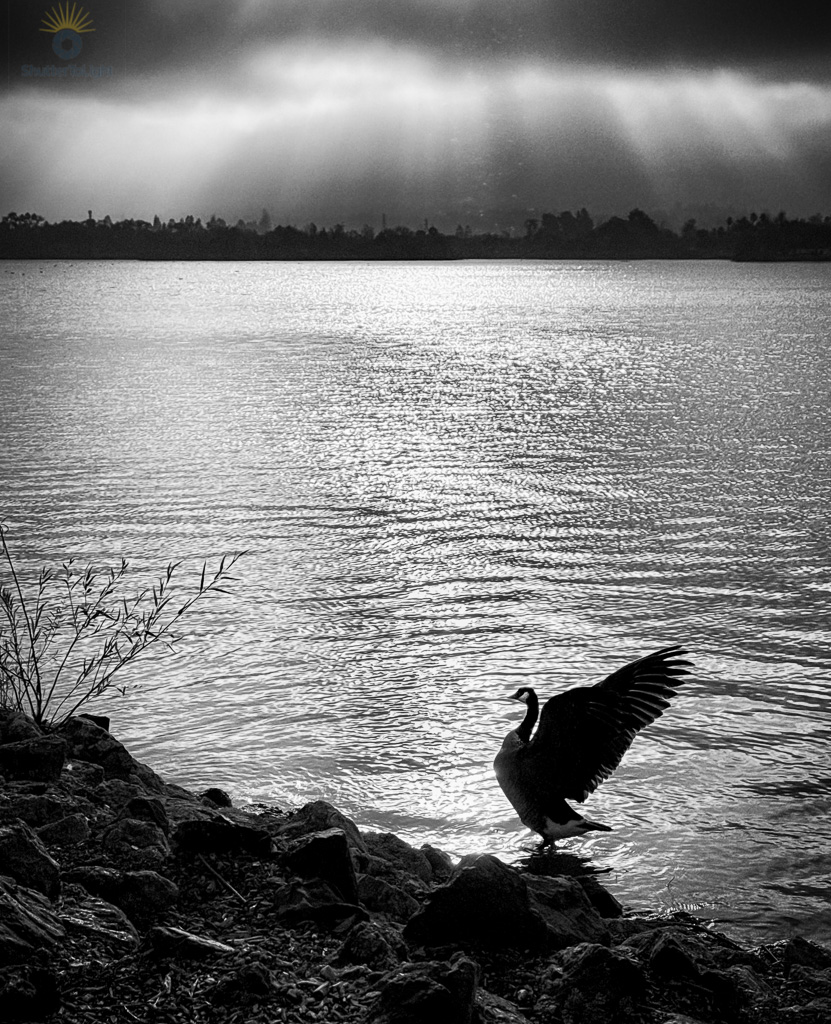 A lone goose stands at the rocky edge of a lake, wings spread in silhouette against bright rippled water, while dramatic sunbeams break through dark storm clouds along the distant tree line in a high‑contrast black‑and‑white scene.