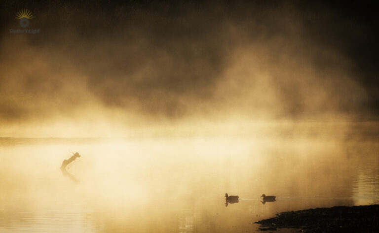 Golden mist over Central Park Fremont lake with two ducks gliding through morning light, Canon R5 Mark II at 105mm f/8.