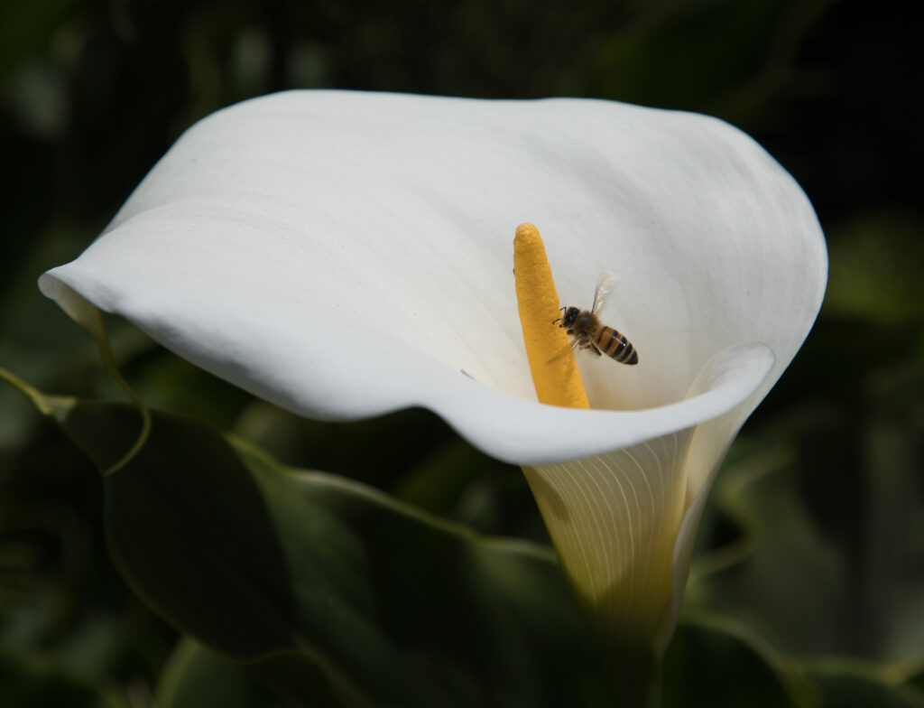 A close-up of a calla lily with a bee perched on the yellow spadix, surrounded by the curved white petal against a dark background.