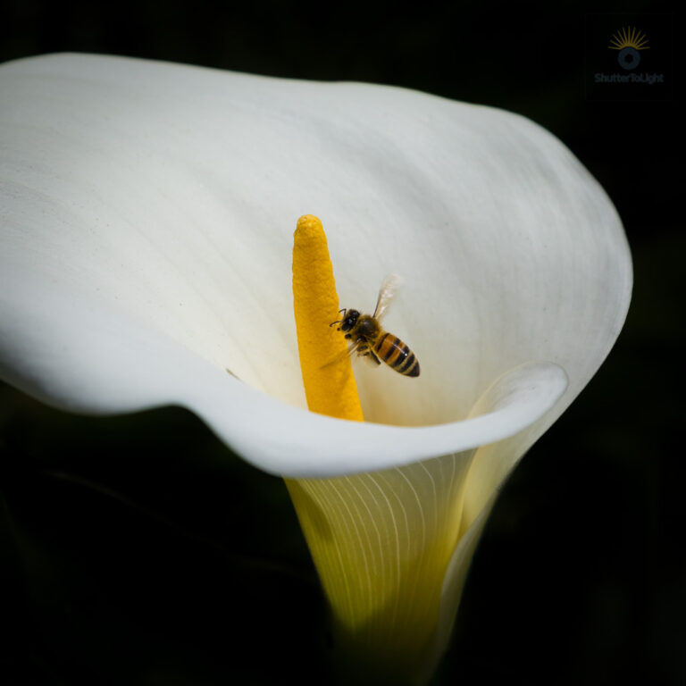 A bee resting on the yellow center of a calla lily, framed by the smooth white petal and set against a deep, shadowed background.