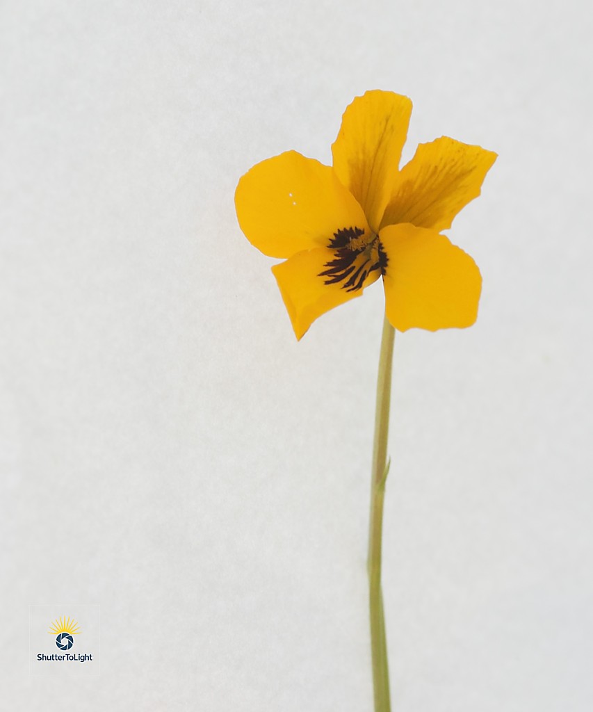 Single yellow wildflower against a soft, minimal background