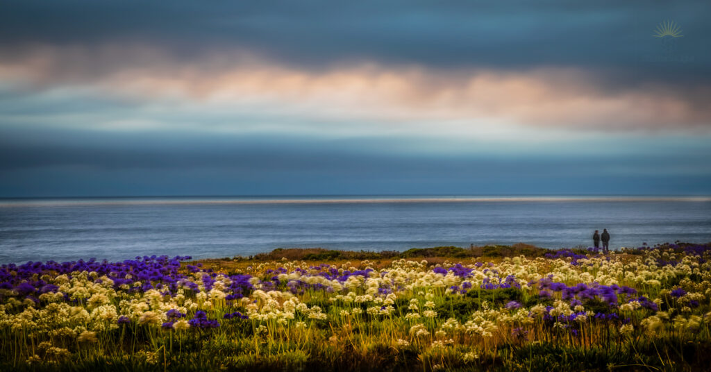 Long-exposure photograph of purple and white coastal wildflowers at blue hour overlooking the Pacific Ocean in Half Moon Bay, California, with two people standing on a bluff beneath dramatic clouds.