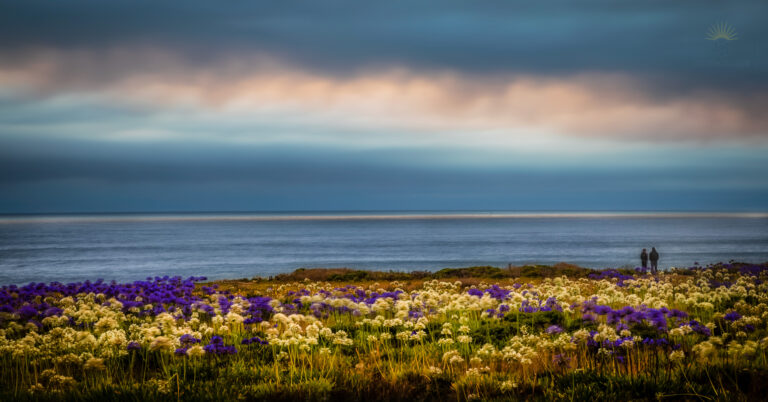 Long-exposure photograph of purple and white coastal wildflowers at blue hour overlooking the Pacific Ocean in Half Moon Bay, California, with two people standing on a bluff beneath dramatic clouds.