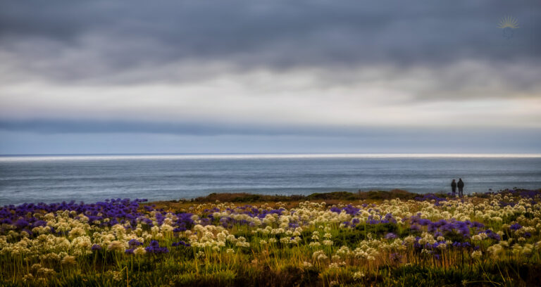 Long-exposure photograph of purple and white coastal wildflowers at blue hour overlooking the Pacific Ocean in Half Moon Bay, California, with two people standing on a bluff beneath dramatic clouds.
